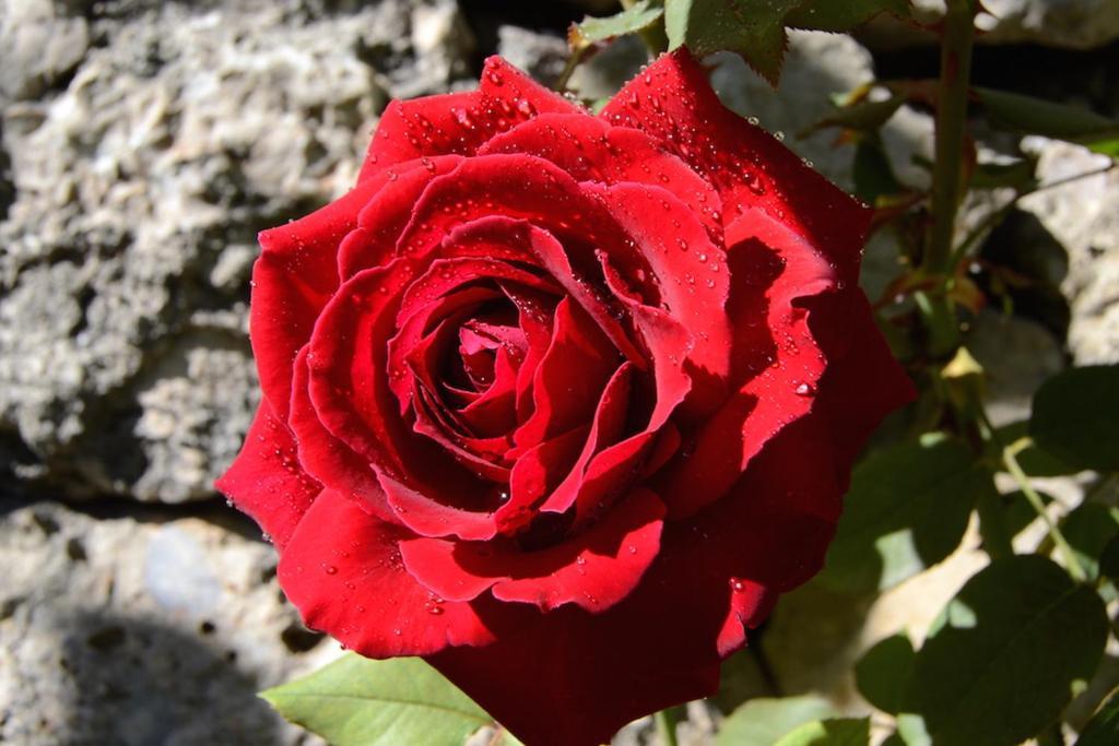 S'Hort De Cas Misser Boutique Hotel (Adults Only) Σέλβα Εξωτερικό φωτογραφία